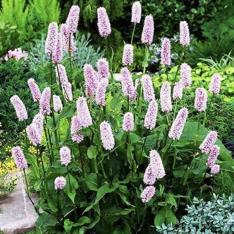 Горец змеиный "Суперба" С2