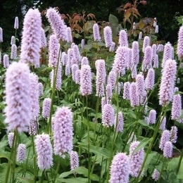 Горец змеиный "Суперба" С2