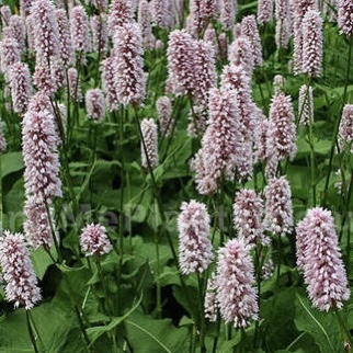 Горец змеиный "Суперба" С2