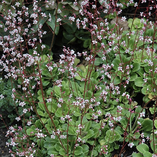 Камнеломка теневая