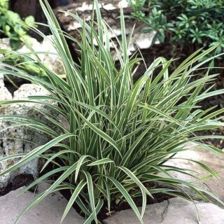 Осока Морроу "Айс Дэнс"