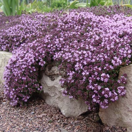 Тимьян ползучий