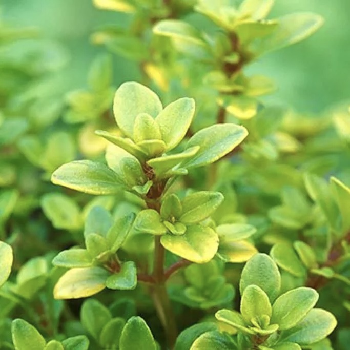 Тимьян лимоннопахнущий "Арчерс Голд"