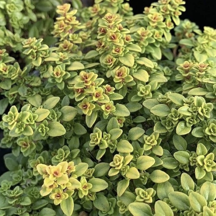 Тимьян лимоннопахнущий "Арчерс Голд"