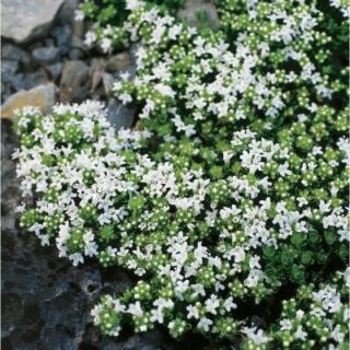 Тимьян ползучий "Альбус"