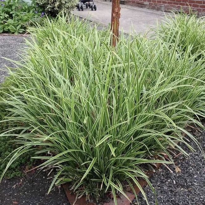 Осока Морроу "Айс Дэнс"