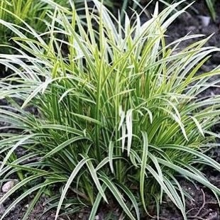 Осока Морроу "Айс Дэнс"