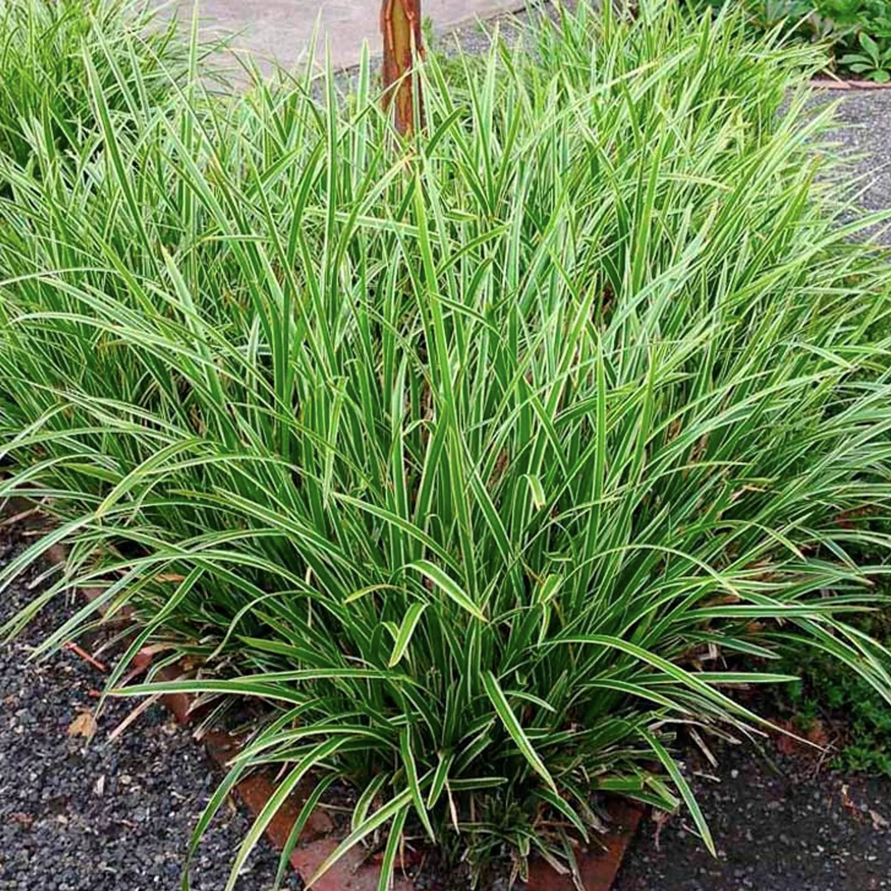 Осока Морроу "Айс Дэнс"