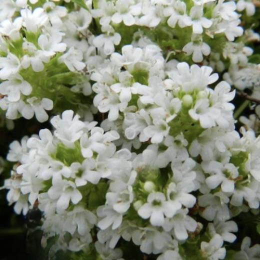 Тимьян ползучий "Альбус"