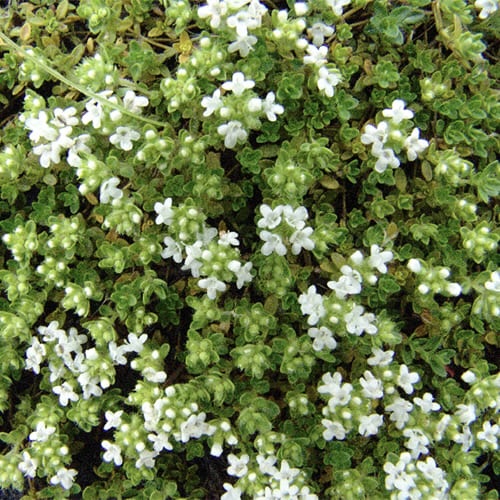 Тимьян ползучий "Альбус"