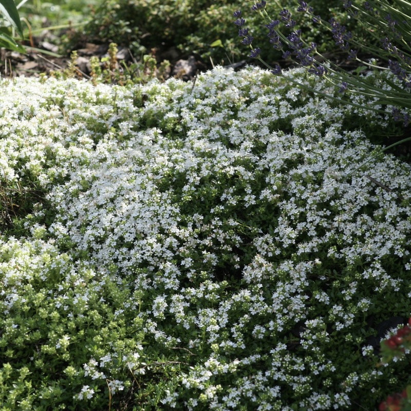 Тимьян ползучий "Альбус"