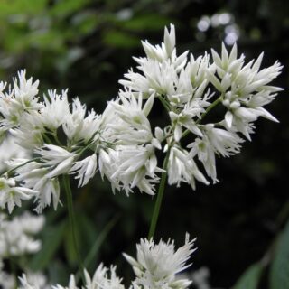 Ожика снежно-белая