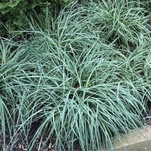 Осока повислая "Блю Зингер"