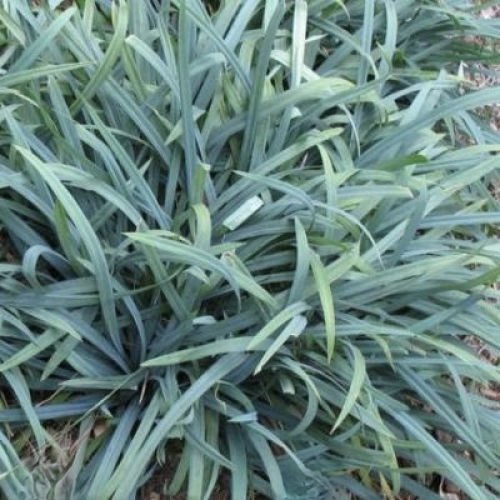 Осока повислая "Блю Зингер"