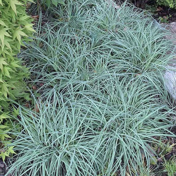 Осока повислая "Блю Зингер"