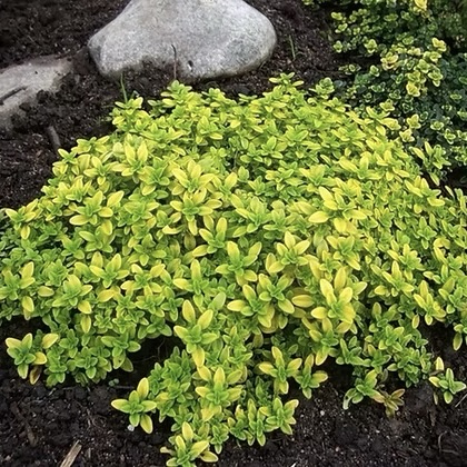 Тимьян лимоннопахнущий "Арчерс Голд"