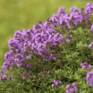 Тимьян ползучий "Мэджик Карпет"