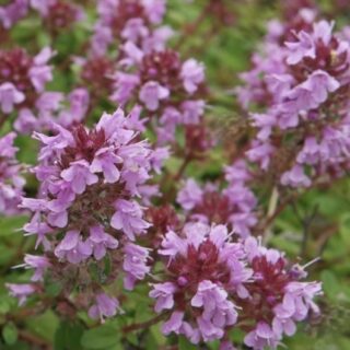 Тимьян яйцевидный