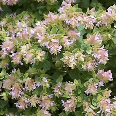 Орегано (Душица обыкновенная) "Динджл Фейри"