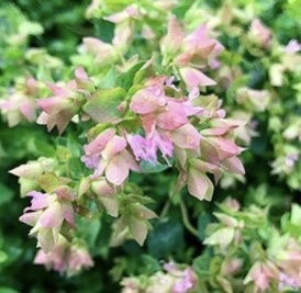 Орегано (Душица обыкновенная) "Динджл Фейри"