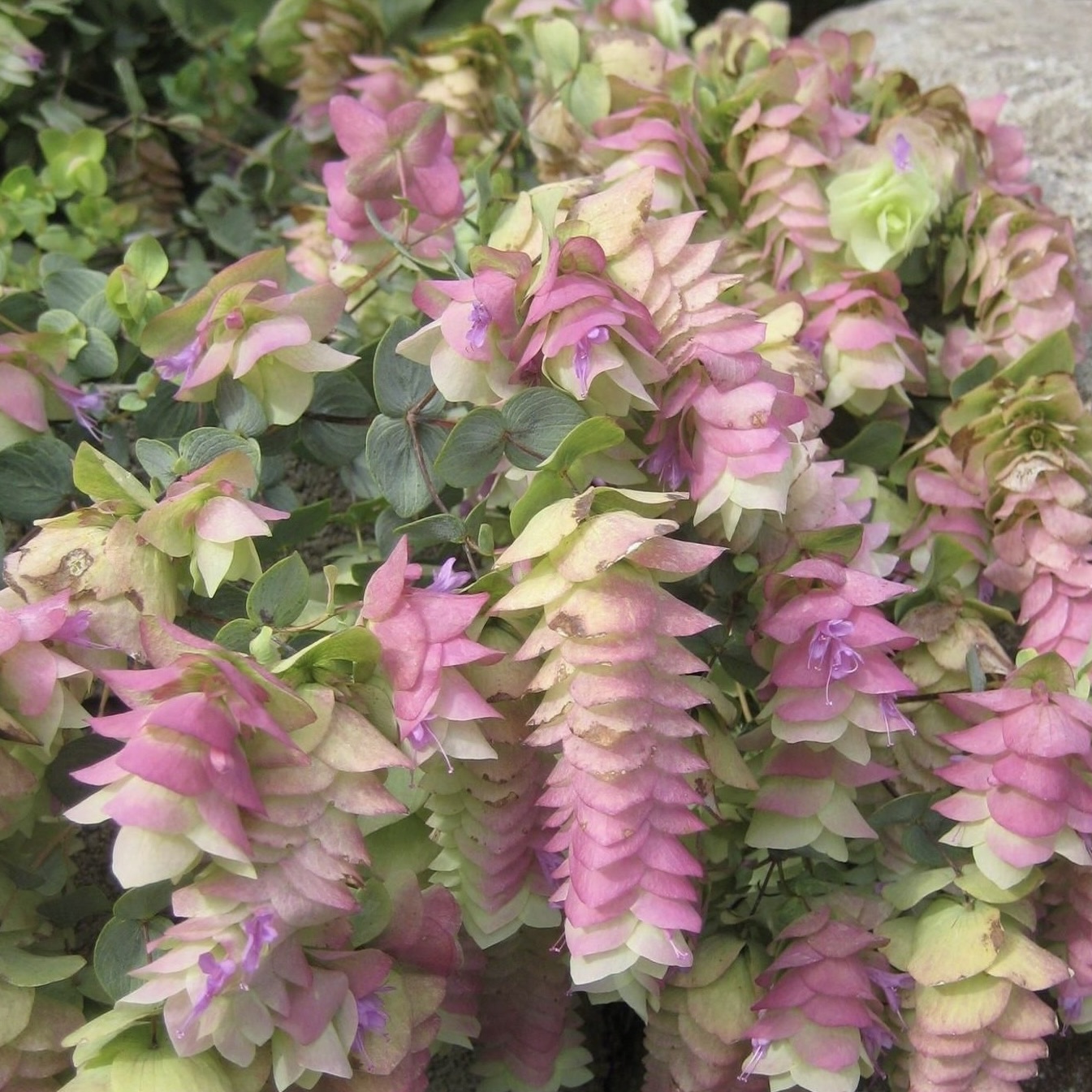 Орегано (Душица обыкновенная) "Динджл Фейри"