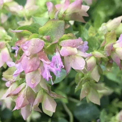 Орегано (Душица обыкновенная) "Динджл Фейри"