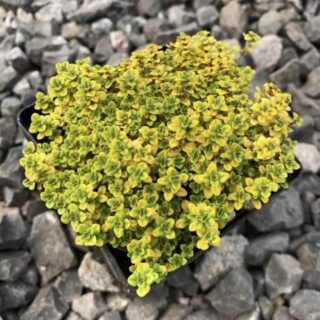 Тимьян лимоннопахнущий "Арчерс Голд"