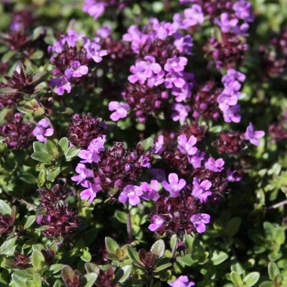 Тимьян ранний "Кокцинеус"