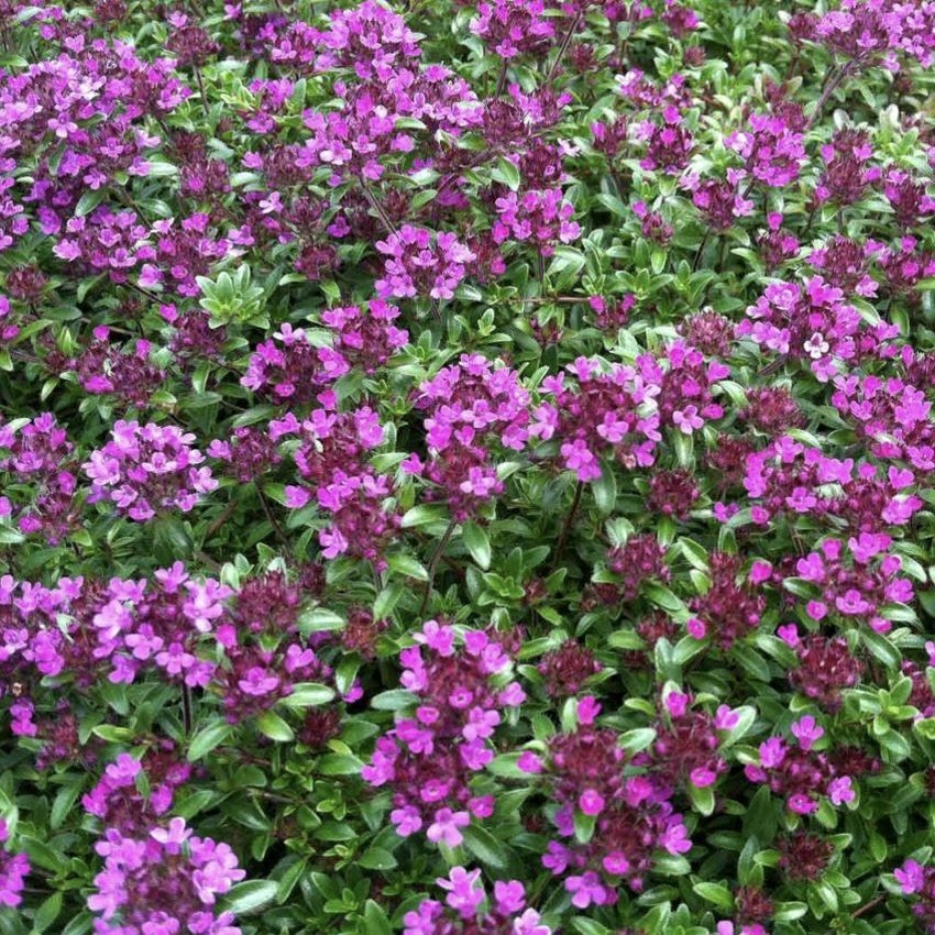 Тимьян ранний "Кокцинеус"