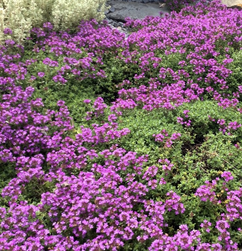 Тимьян ранний "Кокцинеус"