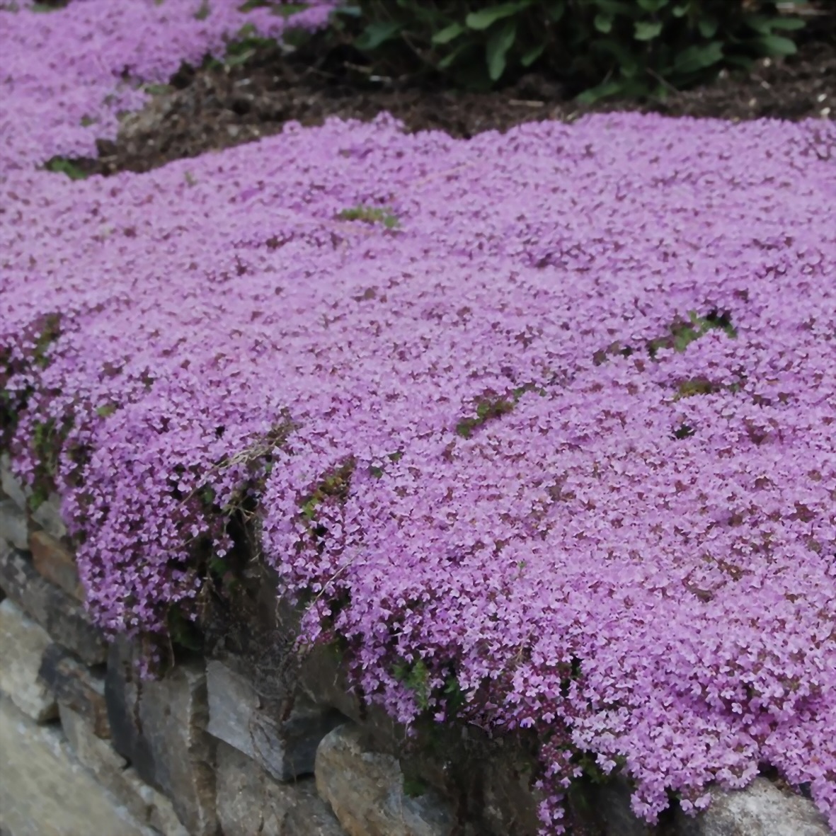 Тимьян ползучий