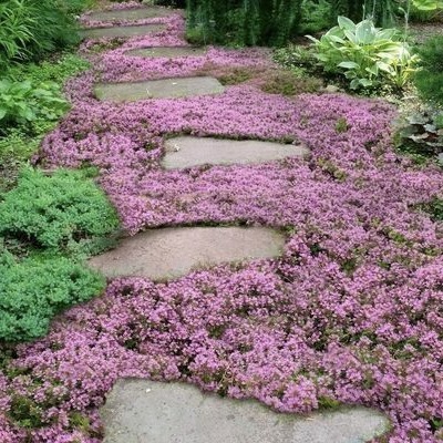 Тимьян ползучий