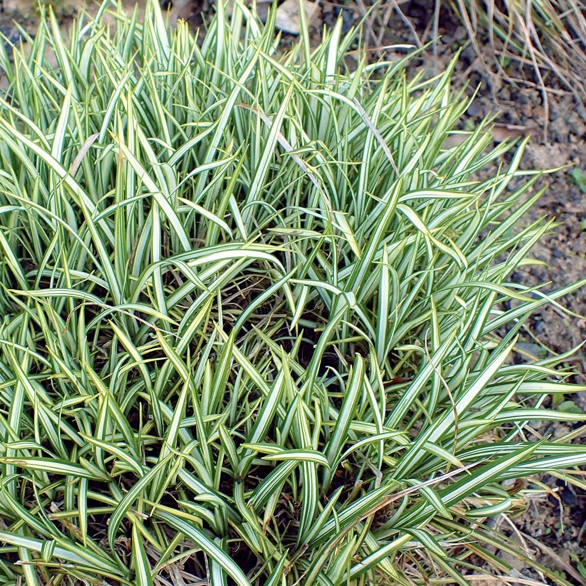 Осока птиценожковая "Вариегата"