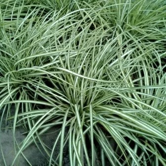 Осока птиценожковая "Вариегата"