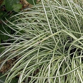 Осока птиценожковая "Вариегата"