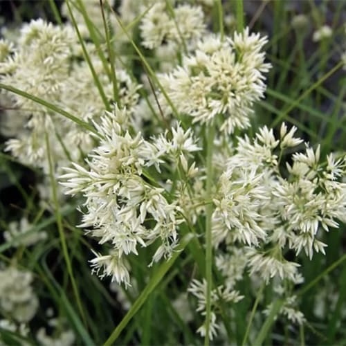 Ожика снежно-белая