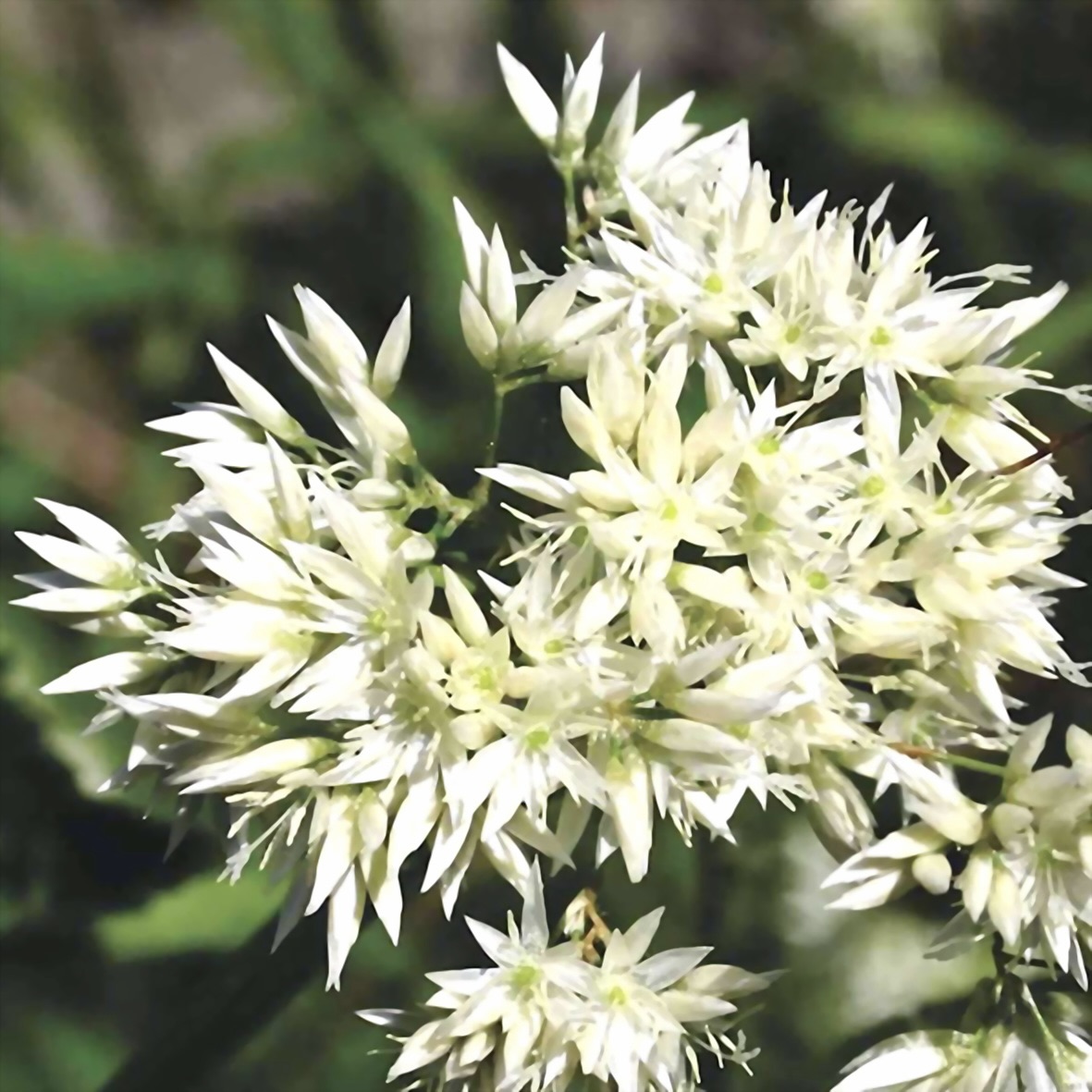 Ожика снежно-белая