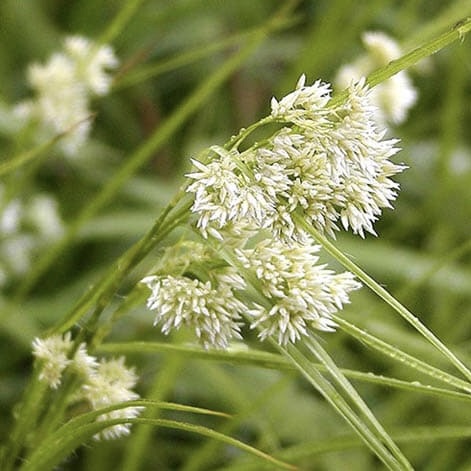 Ожика снежно-белая