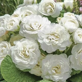 Примула Беларина "Шампань"