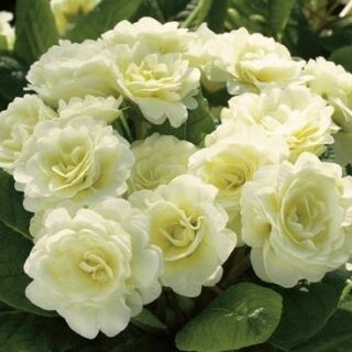 Примула Беларина "Крим"