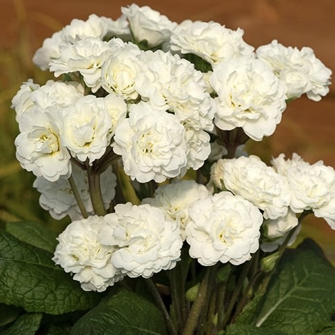 Примула Поллианна "Фрости Уайт" P12