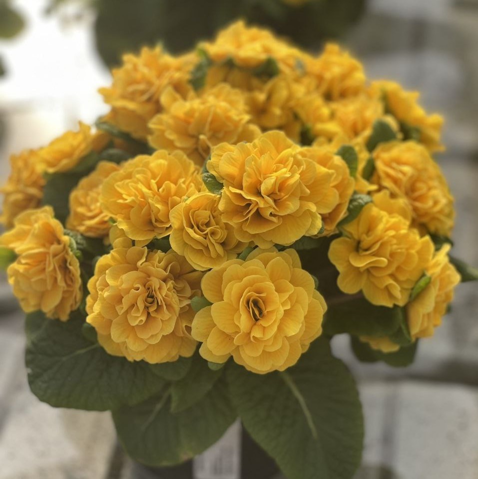 Примула Беларина "Голди"