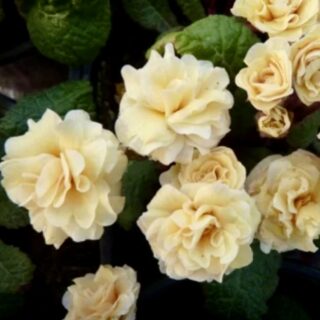 Примула Претти Полли "Джерси Крим" Р12