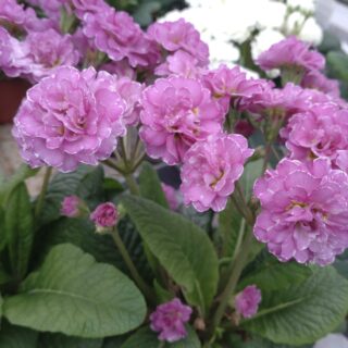 Примула Поллианна "Пинк Фонтейн" P12