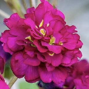 Примула Претти Полли "Бургунди" Р12