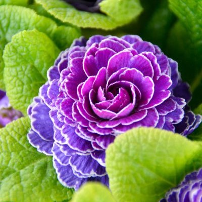 Примула Беларина "Аметист Айс"