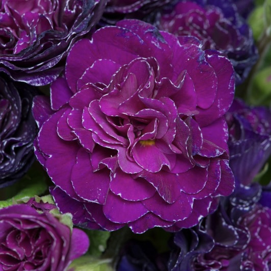 Примула Беларина "Руби Шампань"