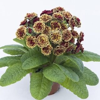 Примула Поллианна "Персиан Вэйв"