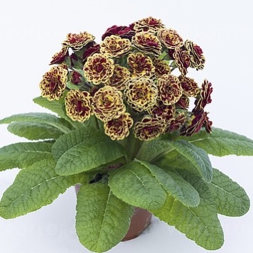 Примула Поллианна "Персиан Вэйв"