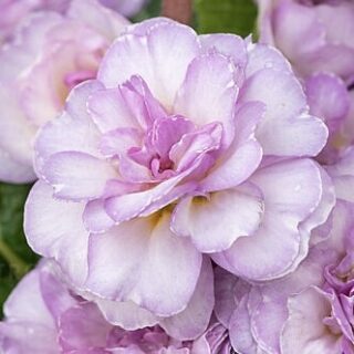 Примула Претти Полли "Софт Пинк" Р12